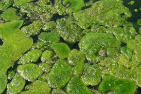 Using algae as a biofuel isn't quite as simple as skimming the green stuff from the surface of a pond and pumping it into our gas tanks.