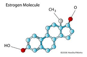 An estrogen molecule.