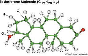 A testosterone molecule.