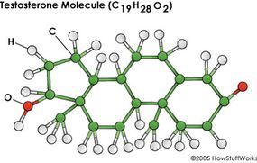 一个睾酮分子。”border=