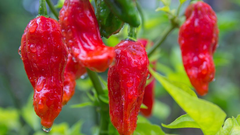 Bhut Jolokia 