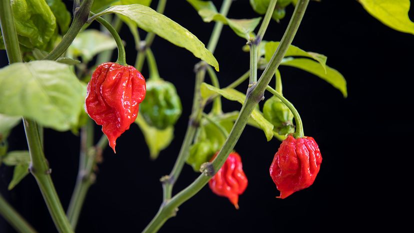 Carolina reaper