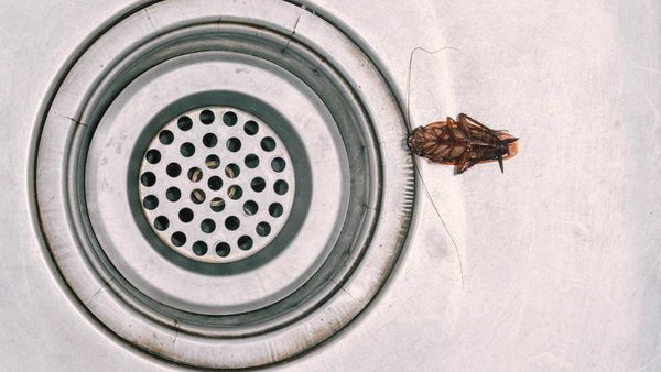 cockroach in sink