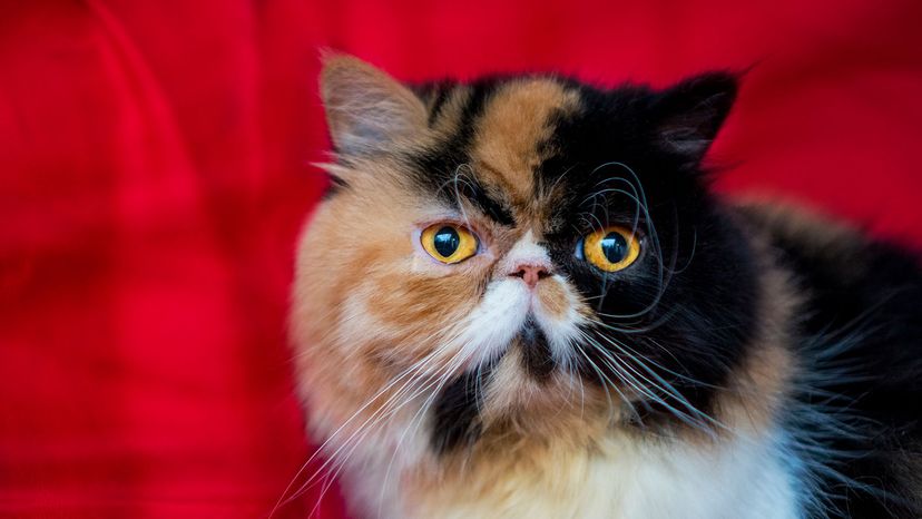 calico Persian cat