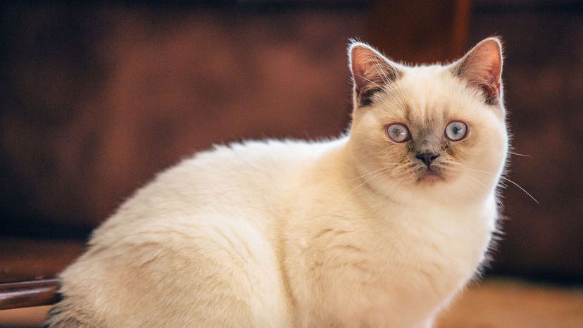 British shorthair lilac colorpoint kitten.