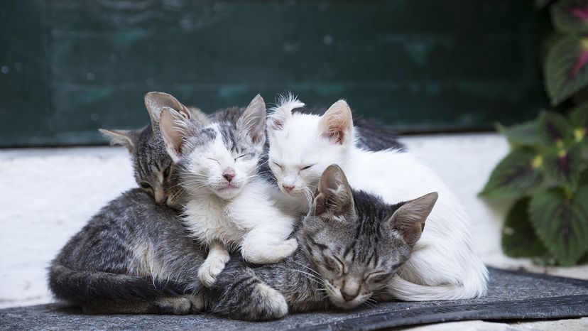 tabby cats in Greece