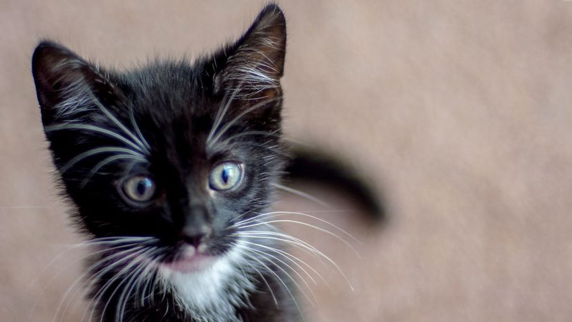 tuxedo kitten