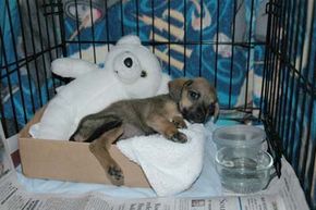 How to housebreak a puppy with a clearance crate