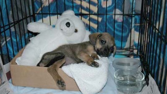 Housebreaking Your Pet 101