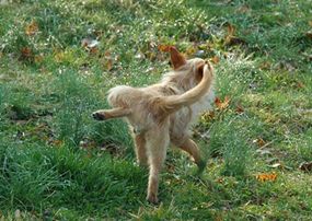 Male dogs often lift their legs when urinating to mark their territory.