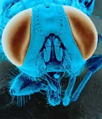 A) Top view of a fly's head showing the orbito-tentorialis muscle (MOT