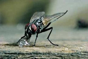 What Do Flies Eat, Variety of Fly Diets