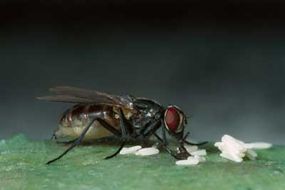 A female housefly lays her eggs.