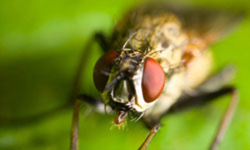 The Ultimate Housefly Quiz