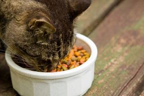 Changes in your cat's eating habits can be a sign of illness.