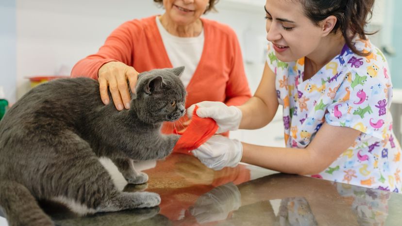 How to Treat a Cat That has a Broken Leg Tips HowStuffWorks