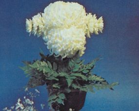 Two large mums create the poodle's head.                              Ears are small mums wired together.