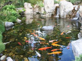 What is a Koi Pond and How it Differs From Other Ponds?