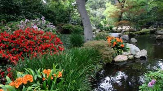 How to Build a Water Garden