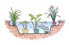 Special pots, pans, and tubs can be used to plant water gardens.