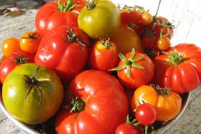 Would you know which of these colorful, plump tomatoes to choose? See pictures of heirloom tomatoes.