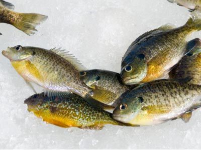 Fishing yields icy fish food catch.