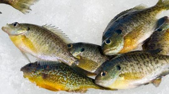 How to Clean Panfish