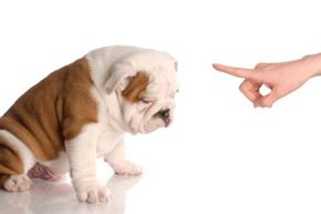 You're going to need more than a pointed finger and a stern look to properly train your dog