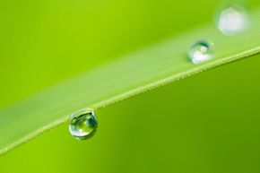Photographing raindrops is one of the many things you can do in the field of macro photography.