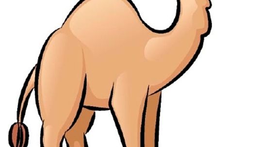 How to Draw a Camel in 5 Steps