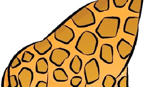 How to Draw a Giraffe in 5 Steps