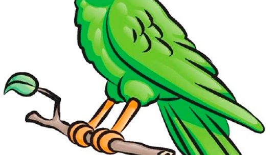 How to Draw a Parrot in 5 Steps