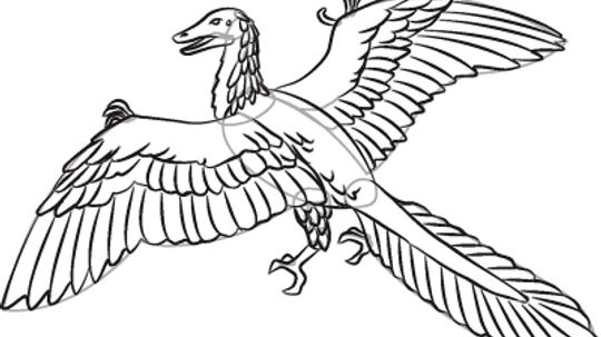 How to Draw Archaeopteryx in 7 Steps