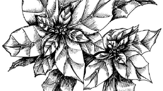 How to Draw a Poinsettia in 5 Steps