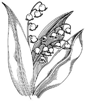 Flower Image Gallery Learn to draw a lily of the valley and other flowers and plants with our easy steps. See more pictures of flowers.