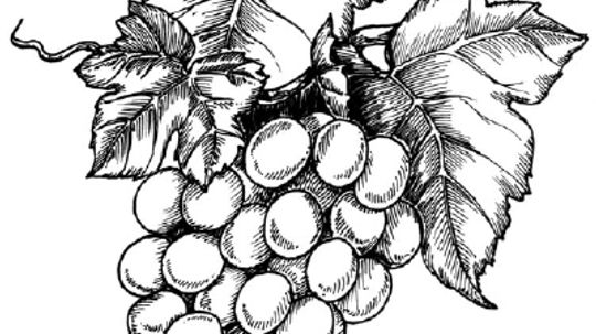 How to Draw Grapes in 5 Steps