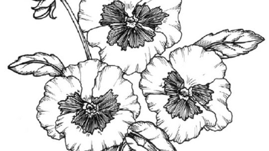 How to Draw a Pansy in 5 Steps