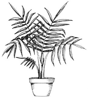 Flower Image Gallery Learn how to draw a palm and other flowers and plants with our step-by-step instructions. See more pictures of flowers.