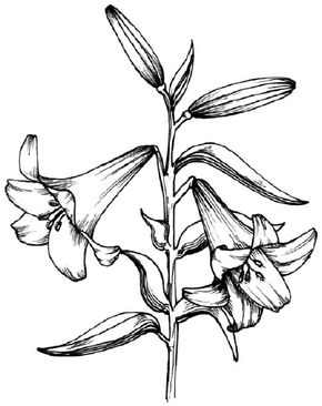 Flower Image Gallery Learn how to draw a lily and other flowers and plants with our step-by-step instructions. See more pictures of flowers.