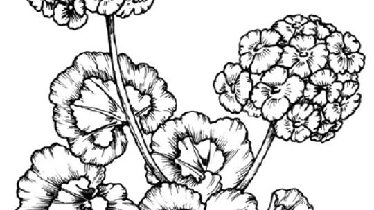 How to Draw a Geranium in 5 Steps