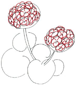 outline drawings of geraniums