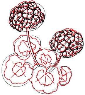 outline drawings of geraniums