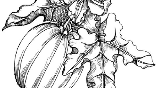 How to Draw a Pumpkin in 5 Steps