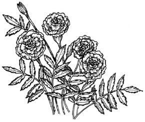 Flower Image Gallery Learn how to draw a marigold with our step-by-step instructions. See more pictures of flowers.