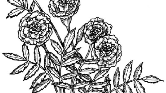 How to Draw a Marigold in 5 Steps