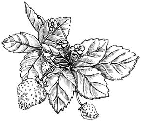 Flower Image Gallery Learn how to draw a strawberry with our easy instructions. See more pictures of flowers.