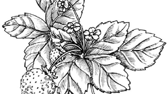 How to Draw a Strawberry in 5 Steps