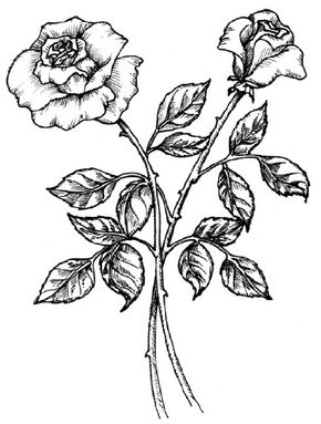 easy sketch of a rose