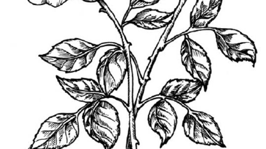 How to Draw a Rose in 5 Steps