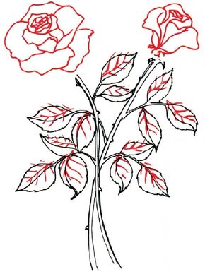 rose bush drawing